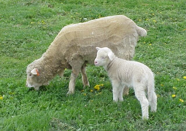 Cormo Sheep