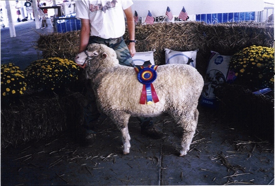 Champion Cormo Sheep