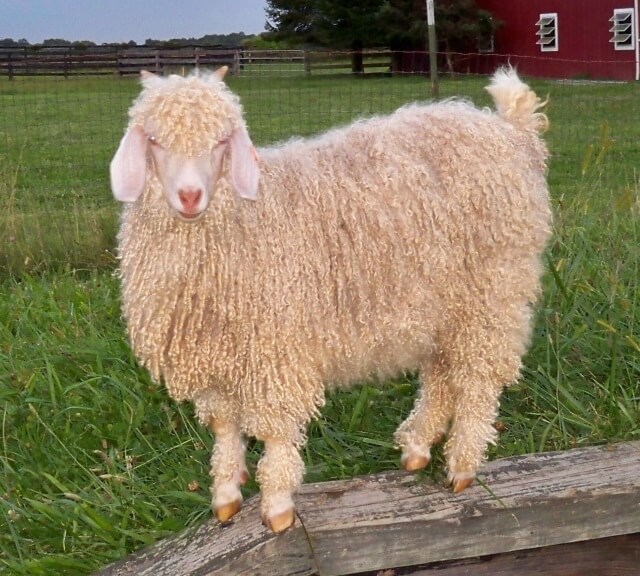 Angora Goat