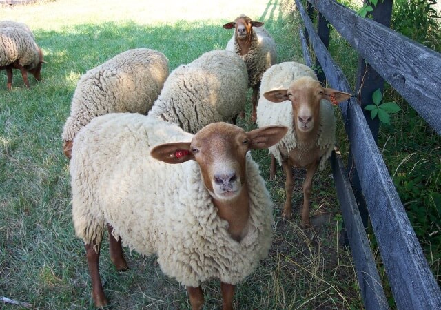 California Red Sheep