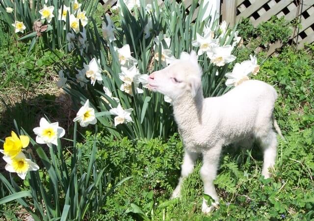 Cormo Lamb