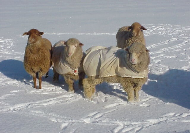 Sheep In Snow