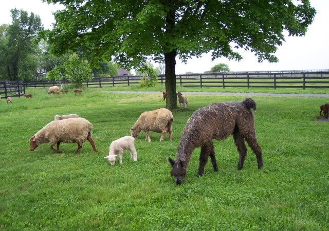 Sheep & Llama