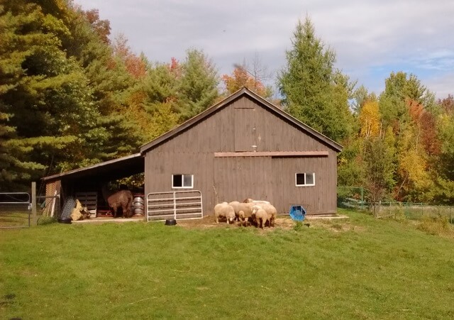 Sheep at Barn