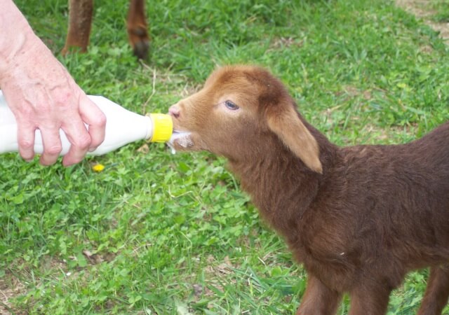 Bottle Lamb