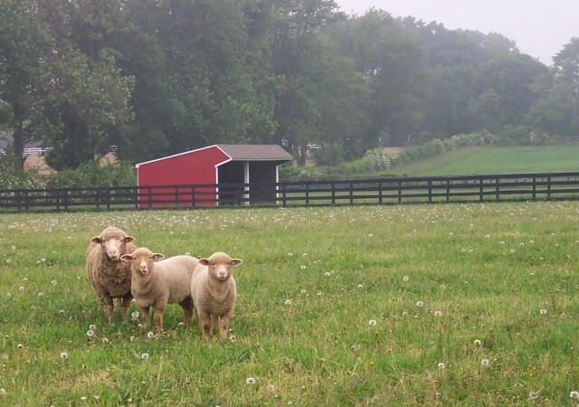 Cormo Sheep