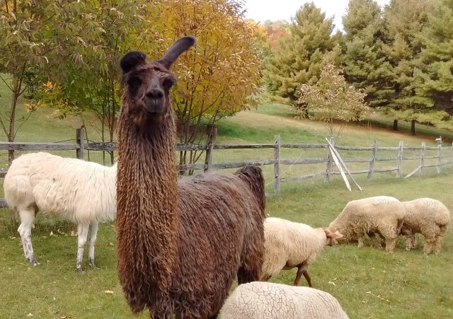 Llama