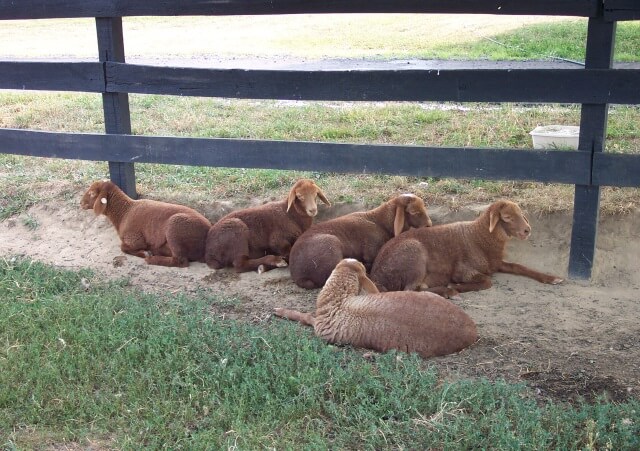 California Red Lambs