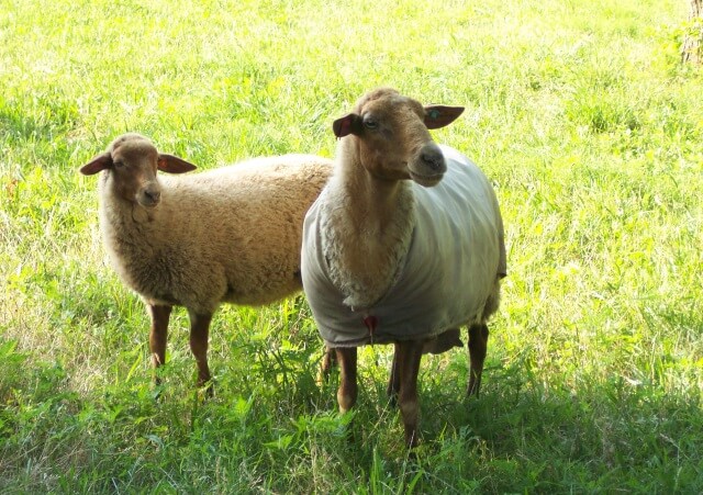 California Red Sheep