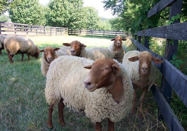 California Red Ewes