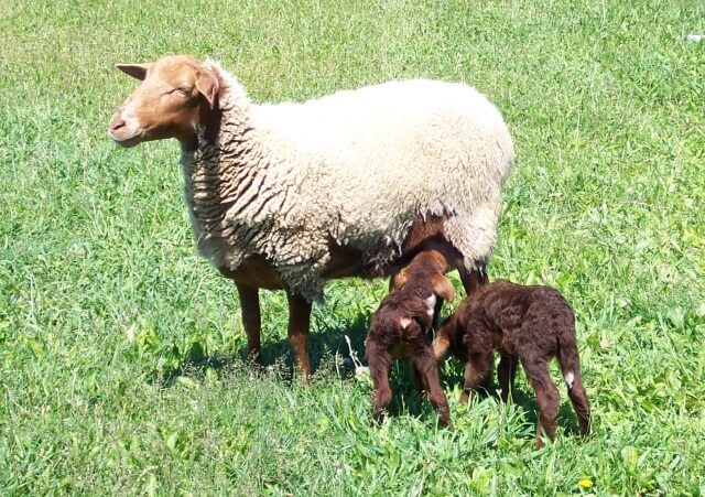 California Red Sheep