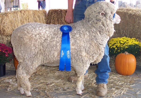 Cormo Sheep